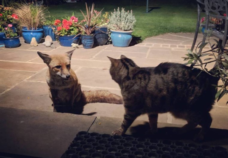 The Fox And The Cat