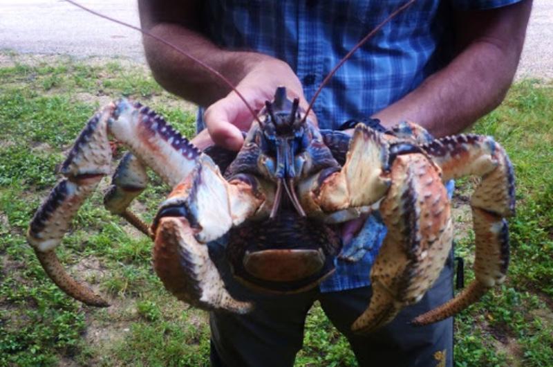 Coconut Crabs