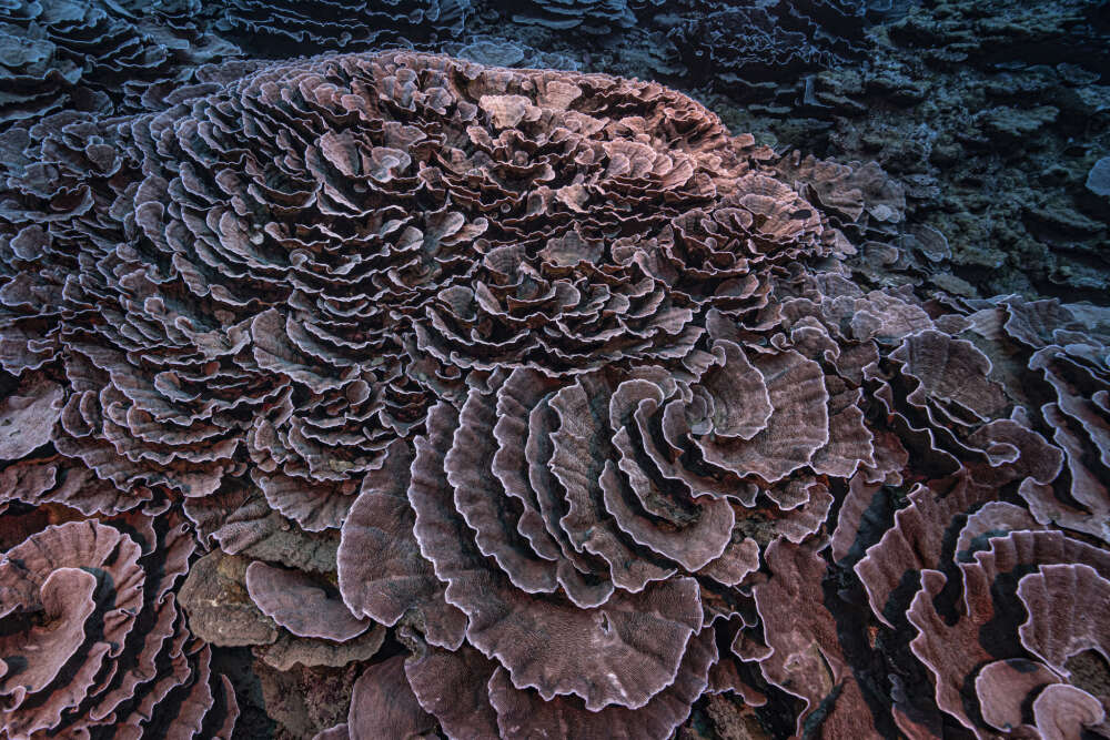 The Rose Shaped Reefs