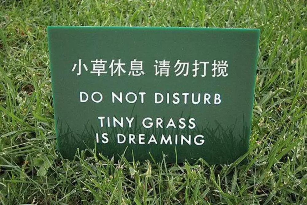 1. Grass Is Dreaming