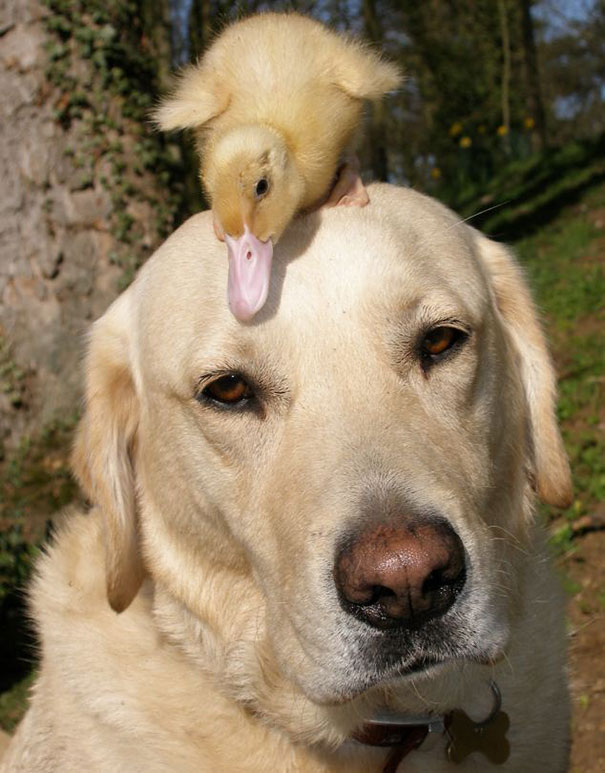 Fred The Labrador And Dennis The Duckling