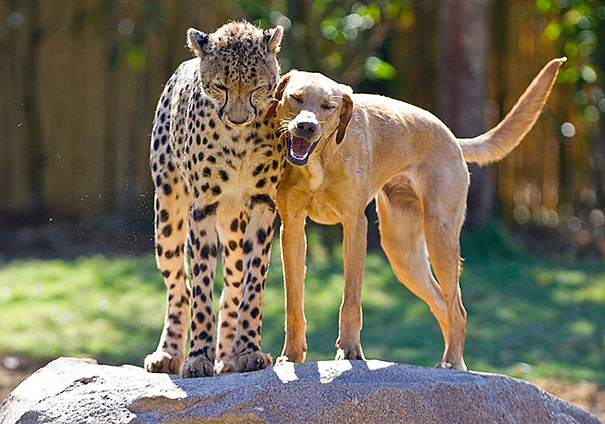 Kasi The Cheetah And Mtani The Labrador