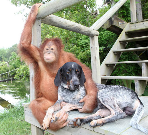 Suryia The Orangutan And Roscoe The Blue Tick Hound