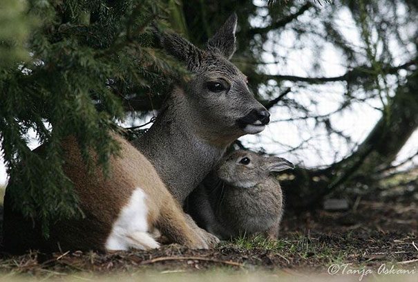 Rabbit And Deer