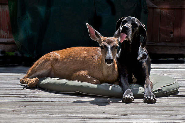 Kate The Great Dane And Pippin The Deer