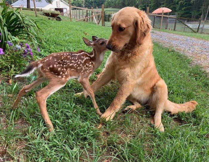 Fawn And Golden