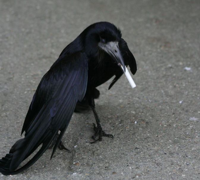 The Crows Will Help Litter Collection Cost Reduction By 75%