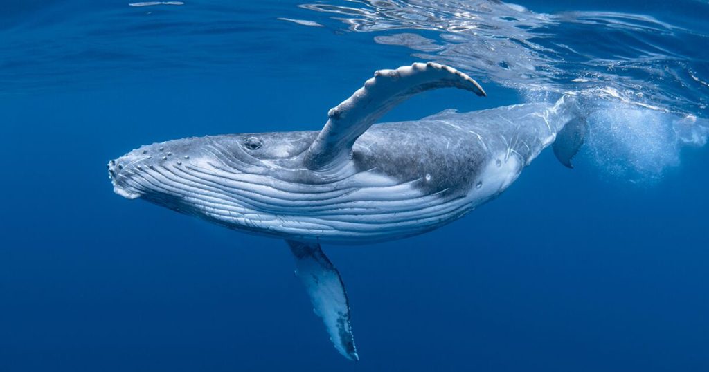 Whales Communicate Across Vast Distances Underwater