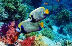 Reef Fish Make Distinct Clicking Sounds