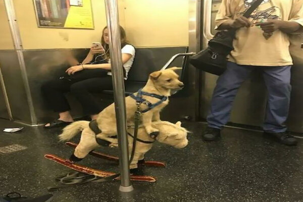 Perro Cabalgando