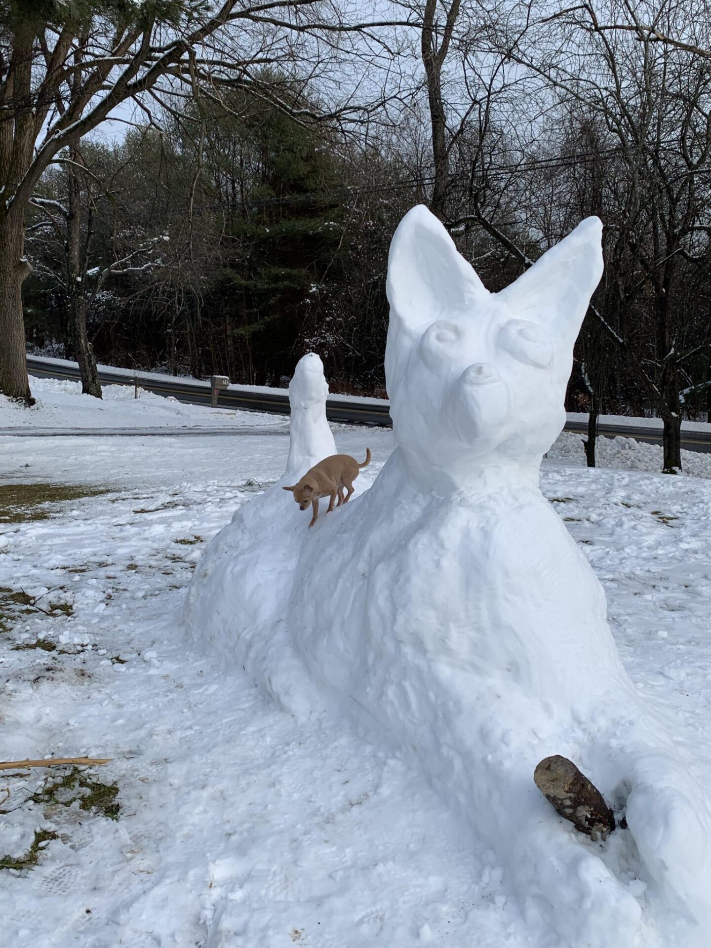 Snow Dog Vs. Real Dog