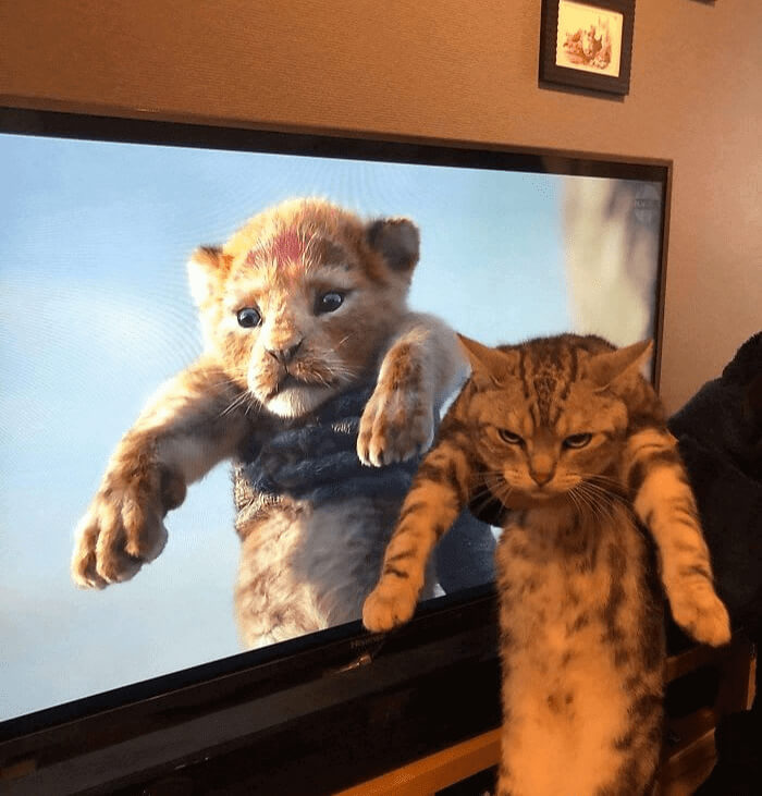 Movie Cat Vs. Real Cat