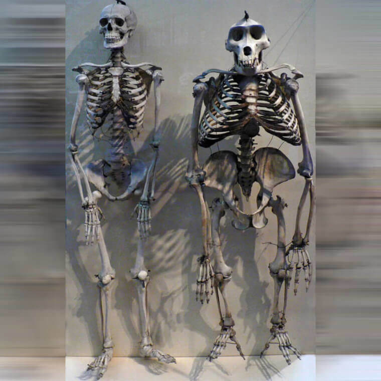 Human And Ape Skeletons