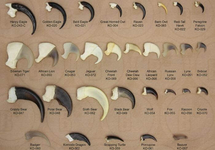 Different Animal Claws