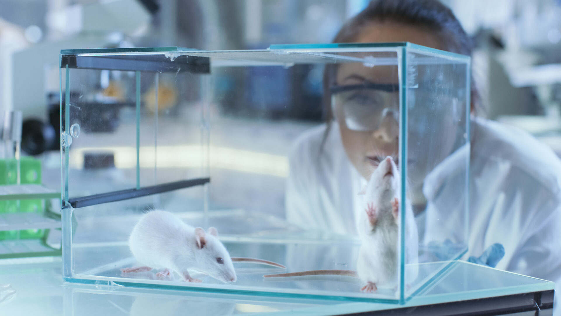 Medical Research Scientists Examines Laboratory Mice Kept In A Glass Cage. She Works In A Light Laboratory.