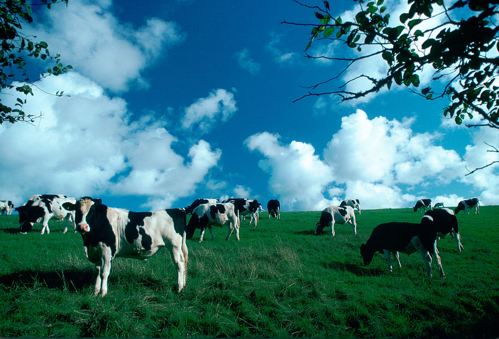 Friesian Cows, Cornwall, UK