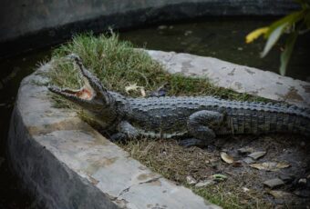 Zoo Visitors Expecting Crocodiles Found A Surprise Instead
