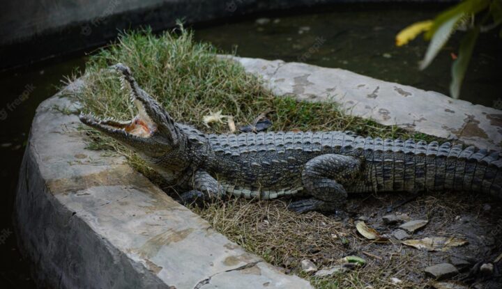 Zoo Visitors Expecting Crocodiles Found A Surprise Instead