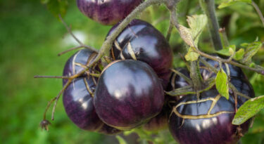 Bush Of Black Tomato Ripened In A Village Garden, Sunny Autumn Day
