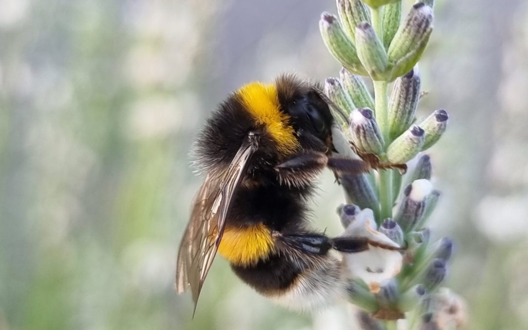 It Was Found That The Bumblebees Fine Color Vision Was Impacted