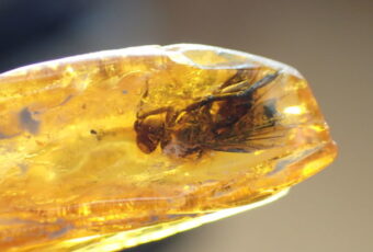 The Calliarcys Insect Found In Amber