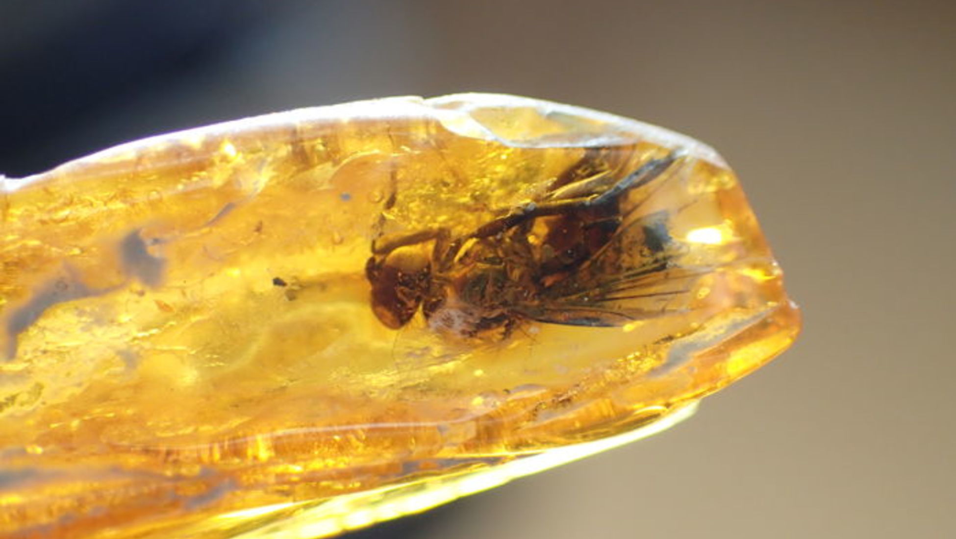 The Calliarcys Insect Found In Amber