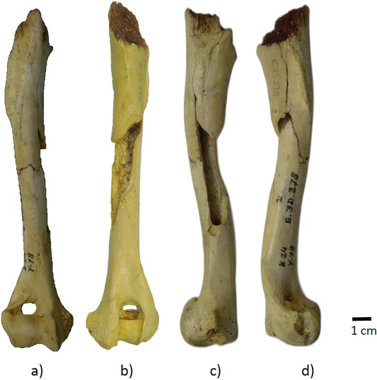 The Humerus Bone Gives More Insight To The History Of Domesticated Dogs