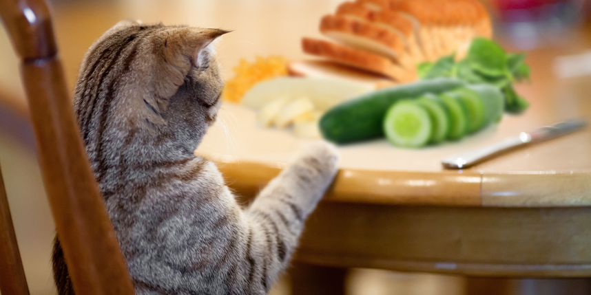 Which Human Foods Can Pets Enjoy?