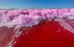 The Freshwater Is Dyed Pink