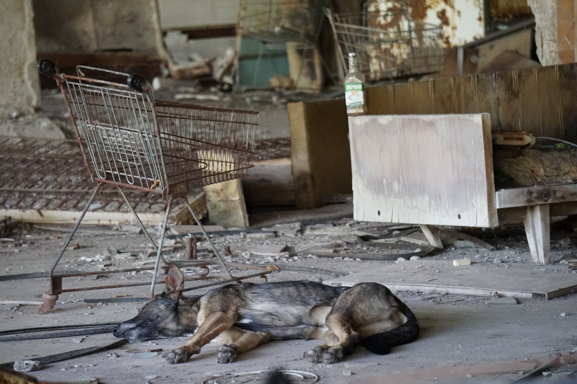A Dog Sleeping In An Abandoned Pripyat Market