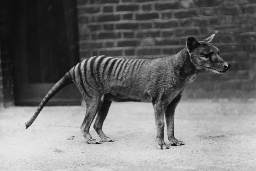 The Tasmanian Tiger (Popperfoto:Getty Images)