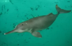 The Baiji Dolphin (AFP)