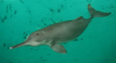 The Baiji Dolphin (AFP)