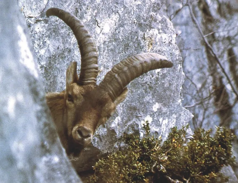 The Pyrenean Ibex (Bernhard Clos)