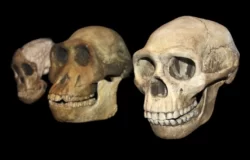 Early Humans Didn't Eat Processed Foods