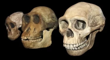 Early Humans Didn't Eat Processed Foods