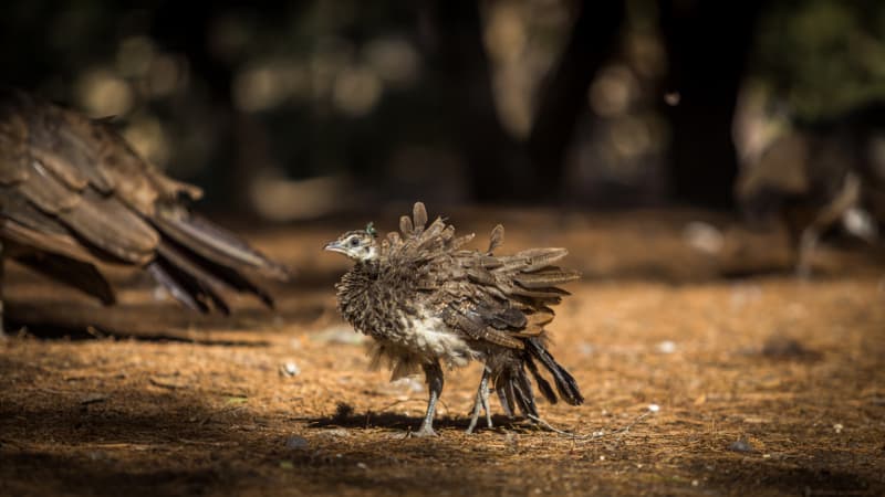 Baby Peacocks