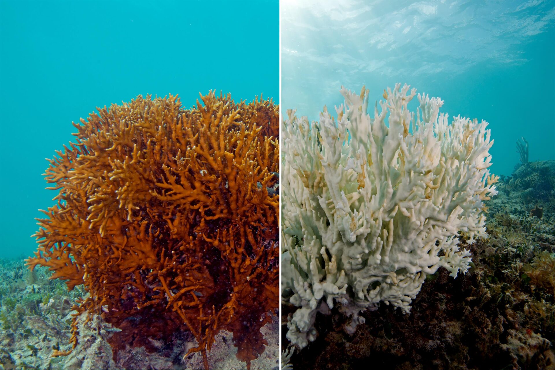What Is Coral Bleaching?