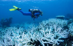 White Field Of Bleaching Coral On Great Barrier Reef, Climate Change