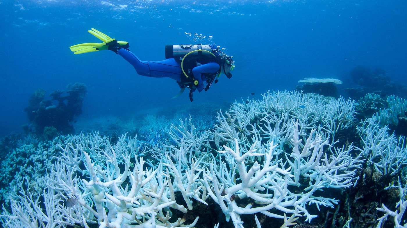 White Field Of Bleaching Coral On Great Barrier Reef, Climate Change