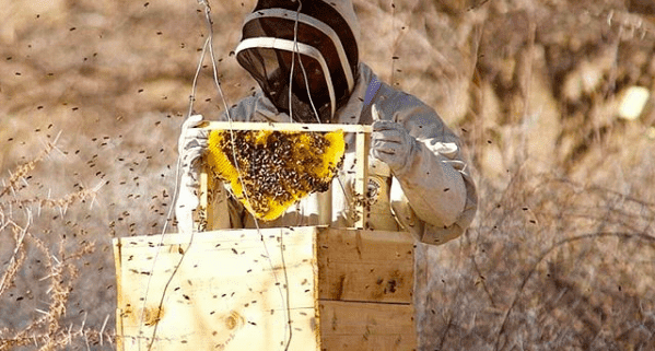 Sustainability And Bee Conservation