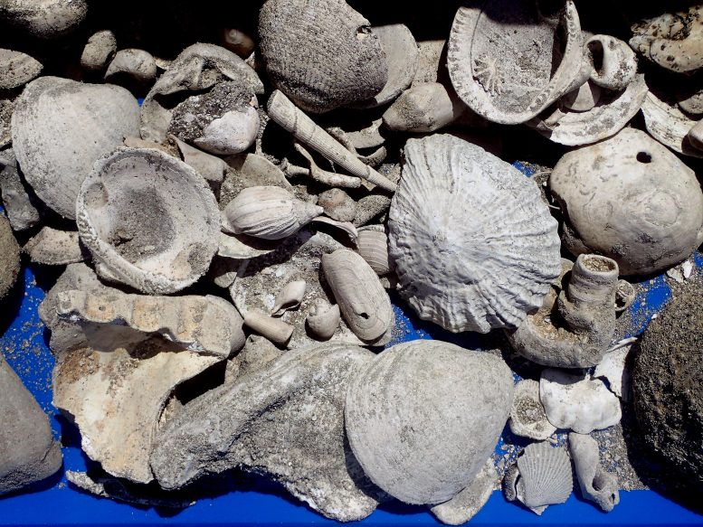 Unearthing Fossil Treasures
